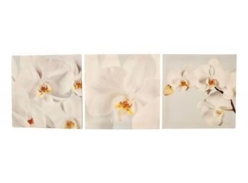 Beautiful Trio Of Orchids On Canvas
