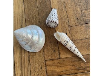Collection Of 3 Beautiful Shells