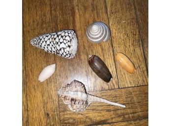 Lot Of 5 Gorgeous Shells