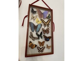 Vintage Framed Butterflies And Moths ~ Peru ~