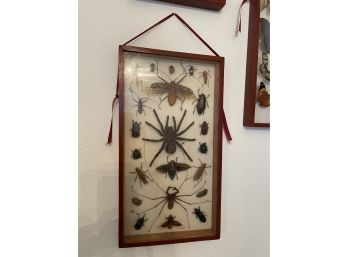 Incredible Vintage Huge Bugs In Frame ~ Peru ~