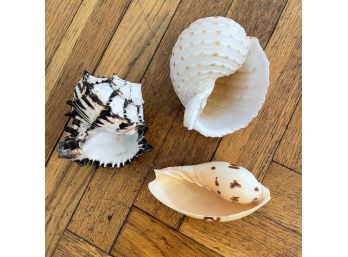 Lot Of 3 Pretty Collectible Shells