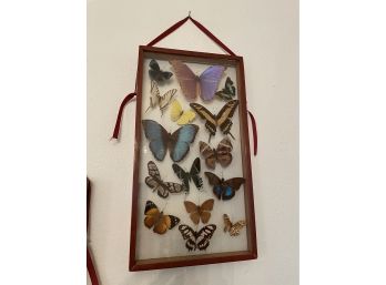 Vintage Collection Of Butterflies ~ Peru ~