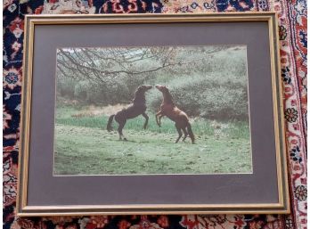 Framed Photograph Of Two Horses Playing