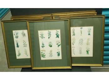 7 Thomas Kelly London Herbal Prints.  Each Has An Overall Size Of Apprx 17' X 13 7/8'.  Images Are 10' X 7'.