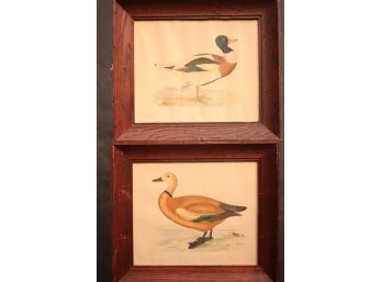Set Of 2 Vintage Duck Prints