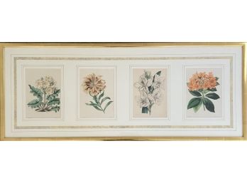 Four Botanical Litho Prints By J. Andrews/Vincent Brooks, Framed