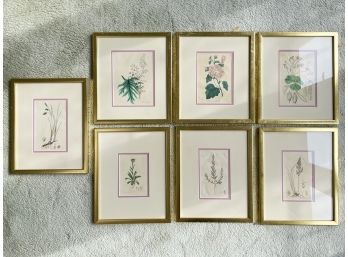 A Series Of 7 Framed Vintage Botanical Prints