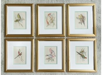 A Series Of 6 Vintage Ornithological Prints