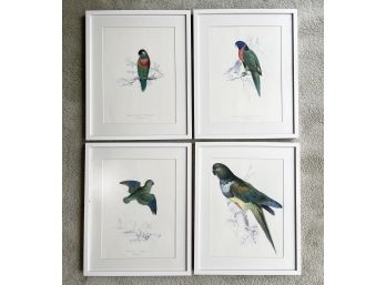 A Series Of 4 Vintage Ornithological Prints