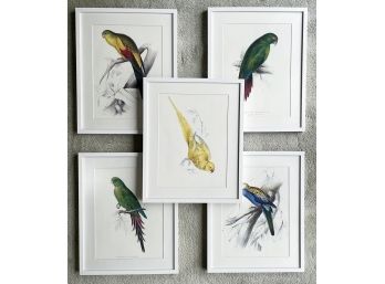 A Series Of 5 Vintage Ornithological Prints