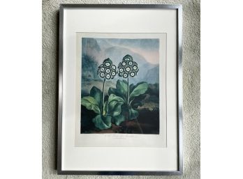 A Large Vintage Framed Botanical Print