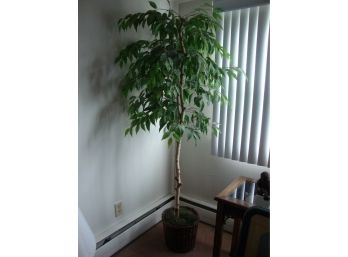 Faux Plant With Birch Looking Bark In Basket 71' Tall