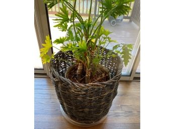 Plant With Basket