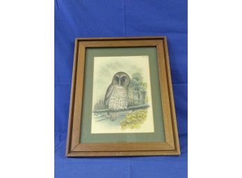 1878 Birds Of North America Barred Owl Colored Plate