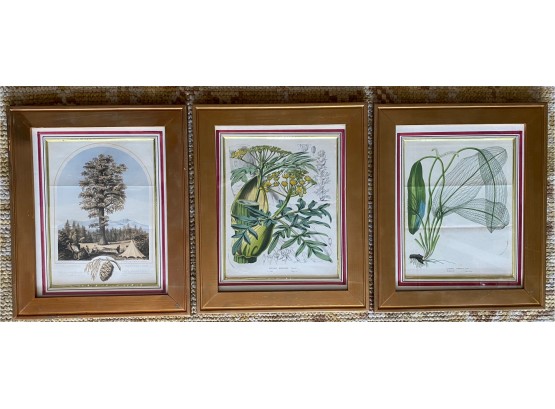 3 Vintage Botanical Prints