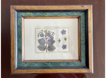 'Bellonia' Botanical Framed Engraving