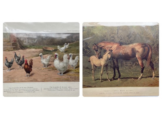 Pair Of Vintage Animal Prints