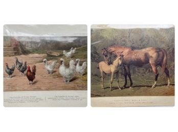 Pair Of Vintage Animal Prints