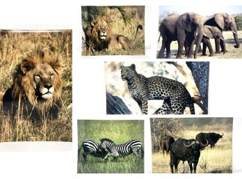Set Of Seven Signed Wildlife Photgraphy Prints
