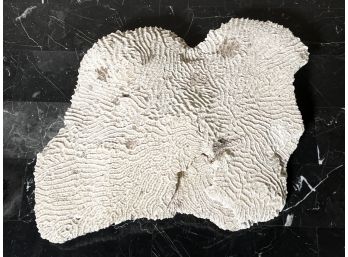A Piece Of Coral