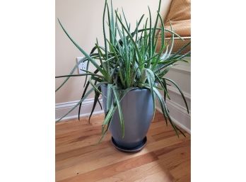 Aloe Vera Plant In 14' Pot