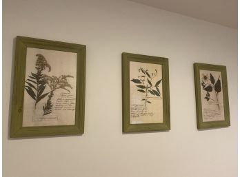 Set Of 63framed Flower Arrangements, Real Pressed Flowers, Botanical Wall Art