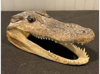 Real Taxidermy Alligator Head