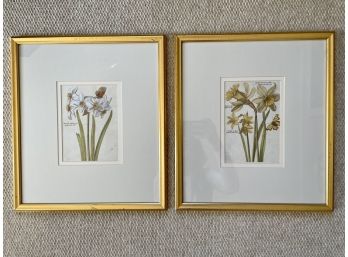 Two Custom Framed Daffodil Prints