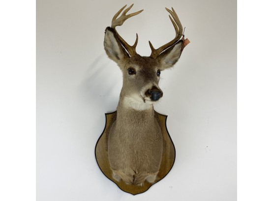 Mounted 9 Point Whitetail Deer Shoulder Mount