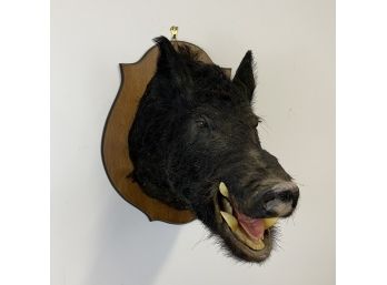 Vintage Mounted Wild Boar Head