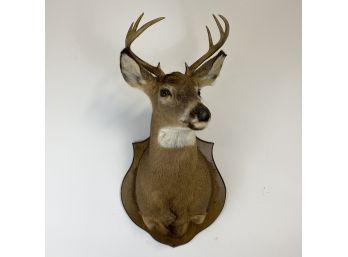 Vintage 8 Point Whitetail Deer Shoulder Mount