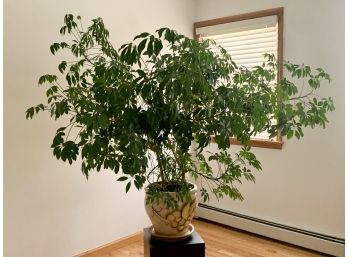 Large Potted Live Plant In Planter With Stand