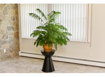 Live Fern Plant In Ceramic Planter With Underplate And Plant Stand