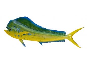 Blue Dolphin (Dorado/mahi) Taxidermy Fish Mount