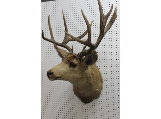 BIG 11 Point Taxidermy Deer 26 Inches Across Antlers