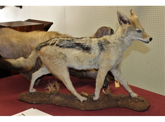 MUSEUM LIKE Coyote FULL BODY Taxidermy Animal Mount