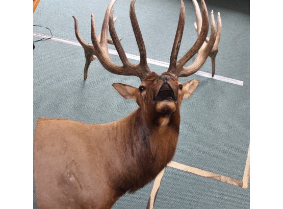 MONSTER Rocky Mountain Elk Taxidermy Wall Mount Almost 7 Feet Tall