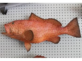 STRIKING DETAIL Red Spotted Grouper FISH MOUNT Approx 2 Feet LONG