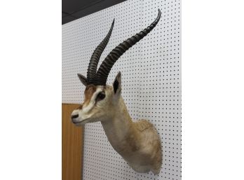 Cool And EXOTIC Southern Grant Gazelle Taxidermy Animal Mount 3 Feet Long