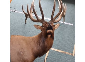 MONSTER Rocky Mountain Elk Taxidermy Wall Mount Almost 7 Feet Tall