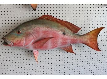 STUNNING And COLORFUL Mutton Fish MOUNT 30 Inches LONG