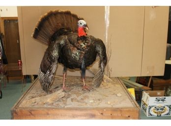 FANTASTIC Big Male Taxidermy TURKEY On 3ft Square Custom Base THANKSGIVING IS COMING