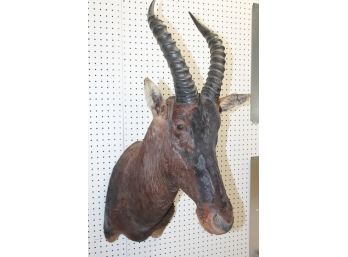 VERY COOL African Blesbok LARGE Taxidermy Wall Mount