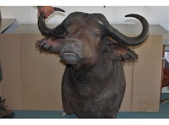 MASSIVE African Cape Buffalo BIG 3 Feet Long Taxidermy Animal Mount