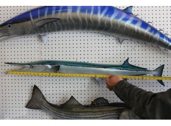 FASCINATING Houndfish FISH MOUNT 40 Inches LONG (AS FOUND)