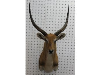 STUNNING African Common Lechwe Taxidermy Animal Wall Mount