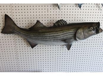 CLASSIC Striped Bass FISH MOUNT 34 Inches