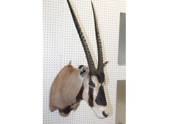 FANTASTIC Fringe Eared Oryx With AMAZING 30 Inch HORNS Taxidermy Animal Mount
