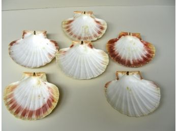 Sea Shells (6)